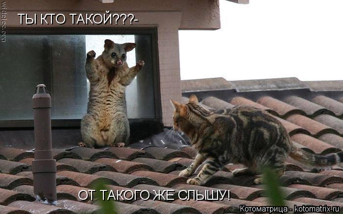 Котоматрица: ТЫ КТО ТАКОЙ???- ОТ ТАКОГО ЖЕ СЛЫШУ!