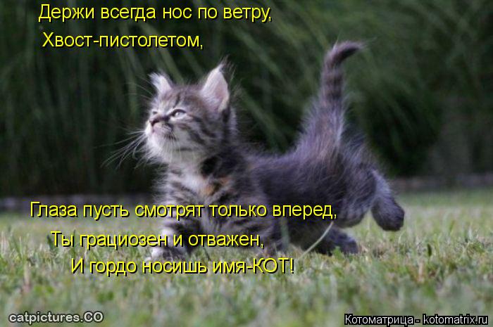 Котоматрица: Держи всегда нос по ветру, Хвост-пистолетом, Глаза пусть смотрят только вперед, Ты грациозен и отважен, И гордо носишь имя-КОТ!