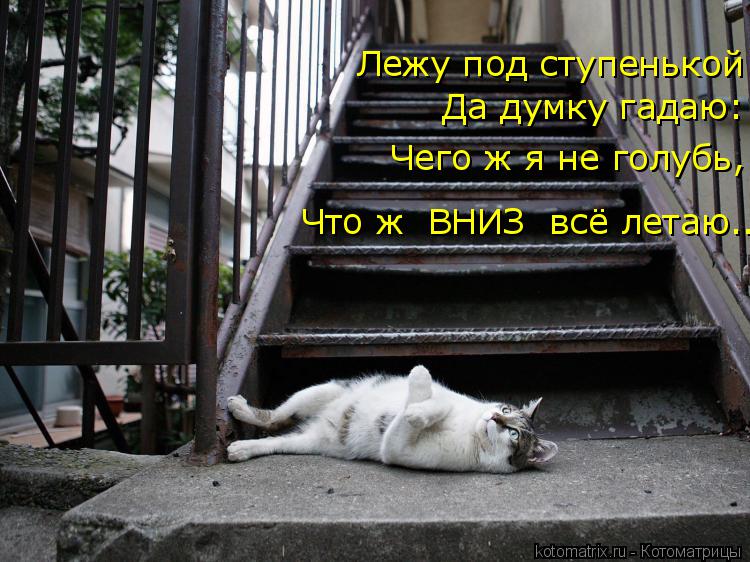 Котоматрица: Лежу под ступенькой Чего ж я не голубь, Да думку гадаю: Что ж  ВНИЗ  всё летаю...