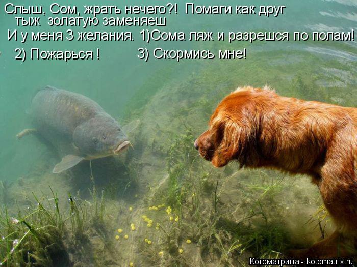 Котоматрица: Слыш, Сом, жрать нечего?!  Помаги как друг тыж  золатую заменяеш  И у меня 3 желания. 1)Сома ляж и разрешся по полам! 2) Пожарься ! 3) Скормись мне!