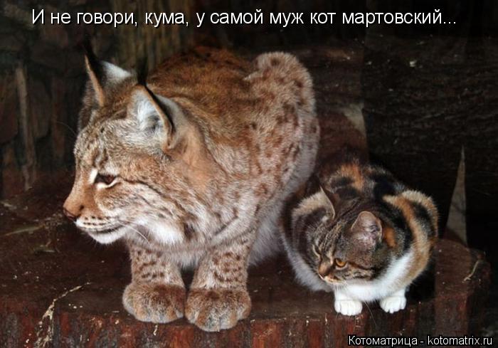 И не говори, кума, у самой муж кот мартовский...... Котоматрица: И не говори, кума, у самой муж кот мартовский...