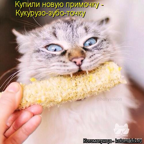 Котоматрица: Купили новую примочку - Кукурузо-зубо-точку