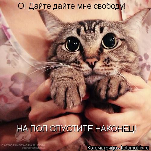 О! Дайте,дайте мне свободу! НА ПОЛ СПУСТИТЕ НАКОНЕЦ!... Котоматрица: О! Дайте,дайте мне свободу! НА ПОЛ СПУСТИТЕ НАКОНЕЦ!