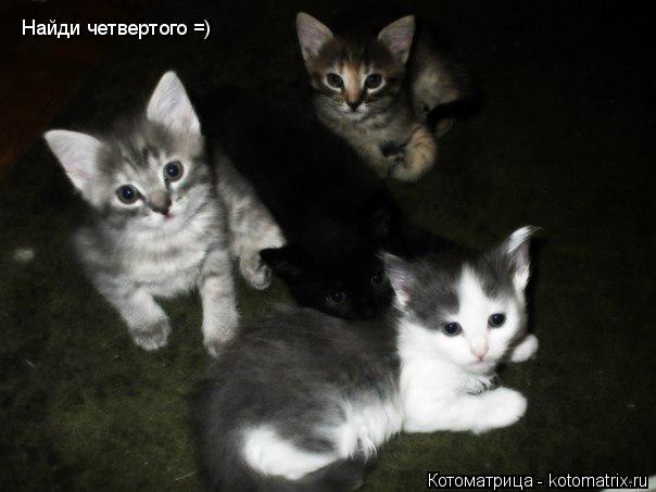 Найди четвертого =)... Котоматрица: Найди четвертого =)