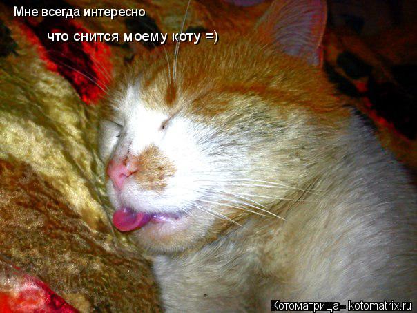 Мне всегда интересно что снится моему коту =)... Котоматрица: Мне всегда интересно что снится моему коту =)
