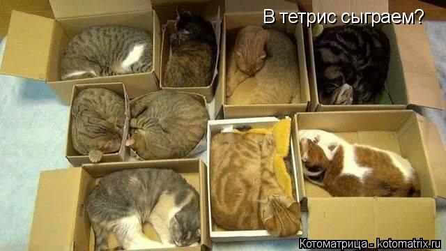 В тетрис сыграем?... Котоматрица: В тетрис сыграем?