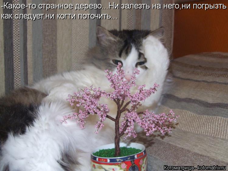 Котоматрица: -Какое-то странное дерево...Ни залезть на него,ни погрызть как следует,ни когти поточить...