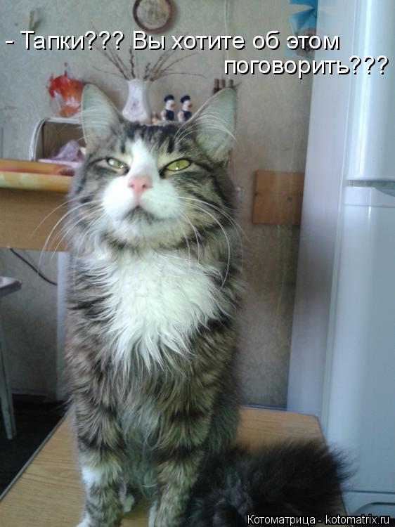 - Тапки??? Вы хотите об этом поговорить???... Котоматрица: - Тапки??? Вы хотите об этом поговорить???