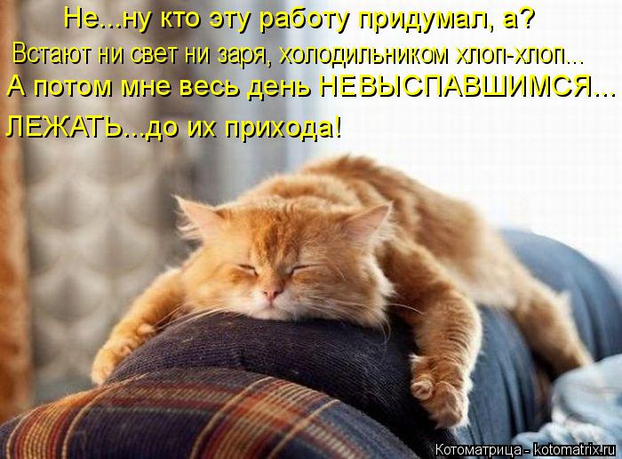 Котоматрица: Не...ну кто эту работу придумал, а? Встают ни свет ни заря, холодильником хлоп-хлоп... А потом мне весь день НЕВЫСПАВШИМСЯ... ЛЕЖАТЬ...до их прихо