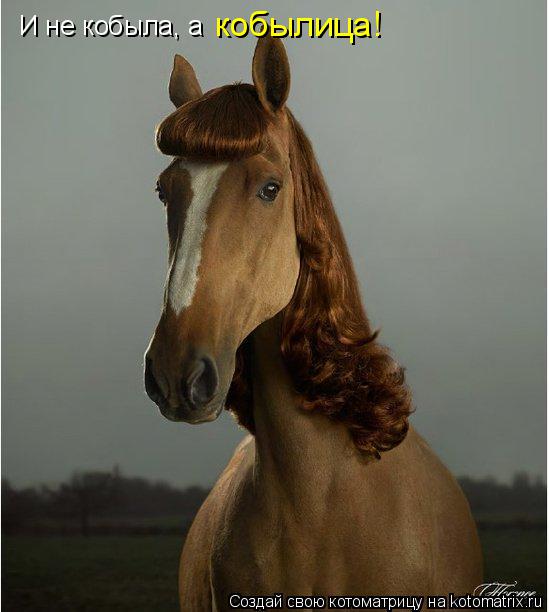 И не кобыла, а кобылица!... Котоматрица: И не кобыла, а кобылица!
