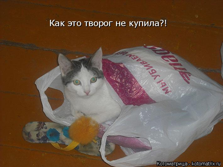 Как это творог не купила?!... Котоматрица: Как это творог не купила?!