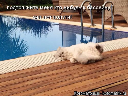 Котоматрица: подтолкните меня кто нибудь к бассейну  сил нет ползти!