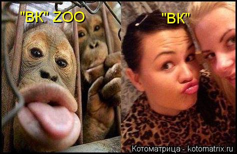 Котоматрица: "ВК" ZOO "ВК"