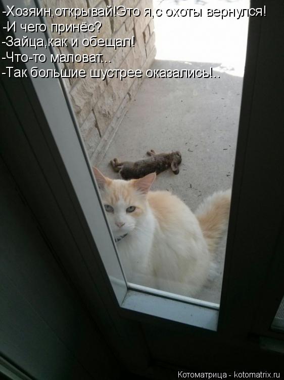 Котоматрица: -Хозяин,открывай!Это я,с охоты вернулся! -И чего принёс? -Зайца,как и обещал! -Что-то маловат... -Так большие шустрее оказались!..