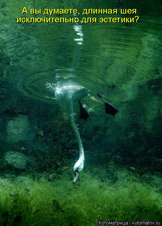 Котоматрица: А вы думаете, длинная шея исключительно для эстетики?