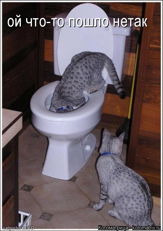 Котоматрица: ой что-то пошло нетак