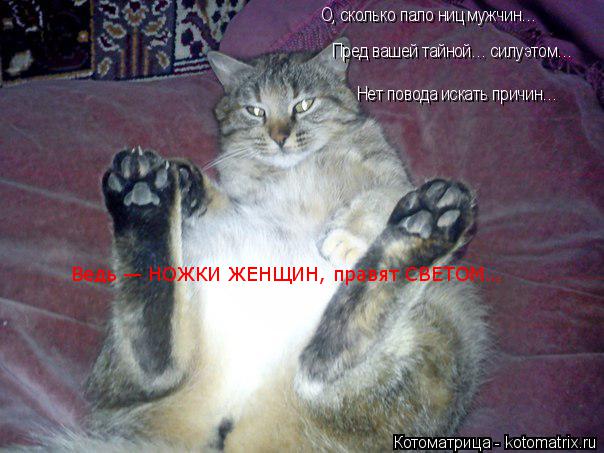 О, сколько пало ниц мужчин… Пред вашей тайной… силуэтом… Нет повода искать причин… Ведь — НОЖКИ ЖЕНЩИ... Котоматрица: О, сколько пало ниц мужчин… Пред вашей тайной… силуэтом… Нет повода искать причин… Ведь — НОЖКИ ЖЕНЩИН, правят СВЕТОМ…