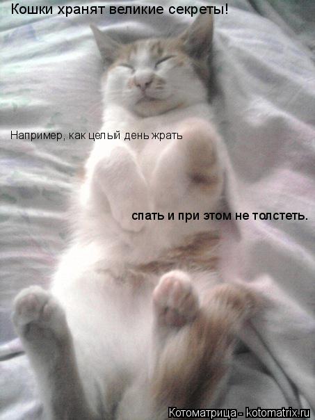Котоматрица: Кошки хранят великие секреты! Например, как целый день жрать спать и при этом не толстеть.