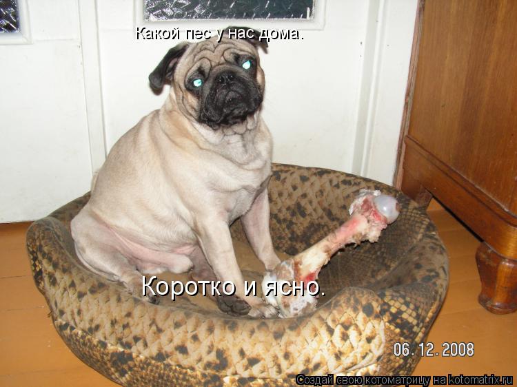 Котоматрица: Какой пес у нас дома. Коротко и ясно.