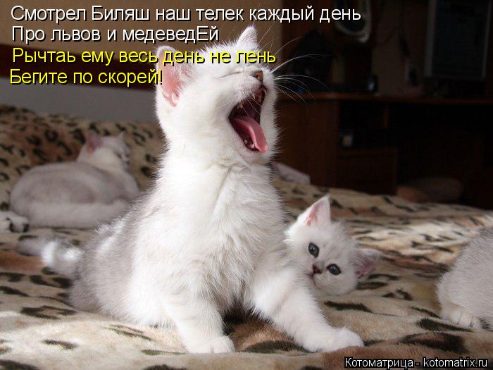 Смотрел Биляш наш телек каждый день Про львов и медеведЕй Рычтаь ему весь день не лень Бегите по ско... Котоматрица: Смотрел Биляш наш телек каждый день Про львов и медеведЕй Рычтаь ему весь день не лень Бегите по скорей!