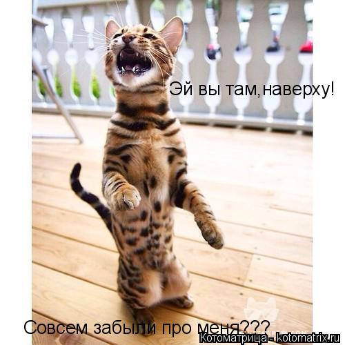 Эй вы там,наверху! Совсем забыли про меня???... Котоматрица: Эй вы там,наверху! Совсем забыли про меня???