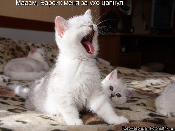 Котоматрица: Мааам, Барсик меня за ухо цапнул