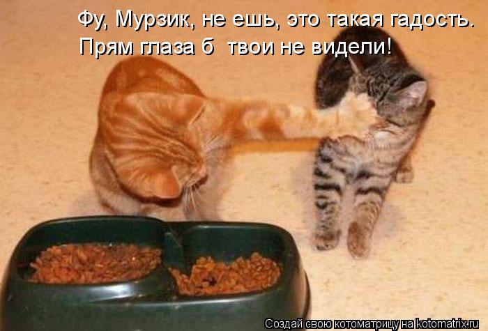 Фу, Мурзик, не ешь, это такая гадость. Прям глаза б твои не видели!... Котоматрица: Фу, Мурзик, не ешь, это такая гадость. Прям глаза б твои не видели!