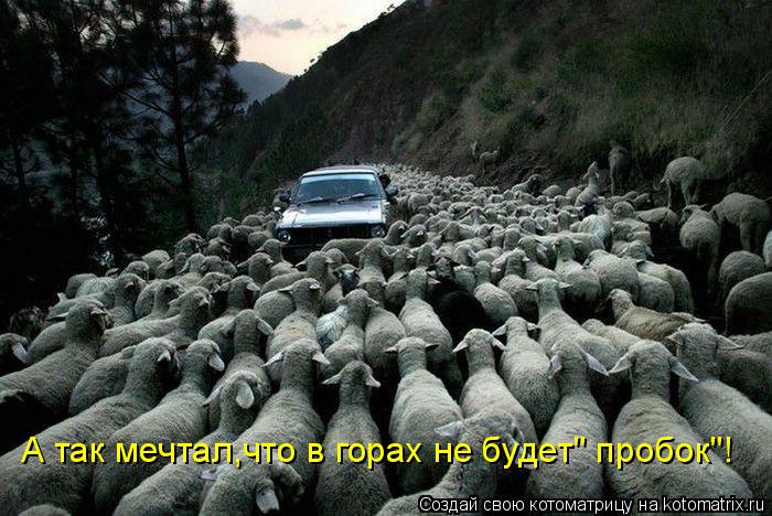 Котоматрица: А так мечтал,что в горах не будет" пробок"!