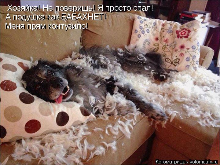 Хозяйка! Не поверишь! Я просто спал! А подушка как БАБАХНЕТ! Меня прям контузило!... Котоматрица: Хозяйка! Не поверишь! Я просто спал! А подушка как БАБАХНЕТ! Меня прям контузило!