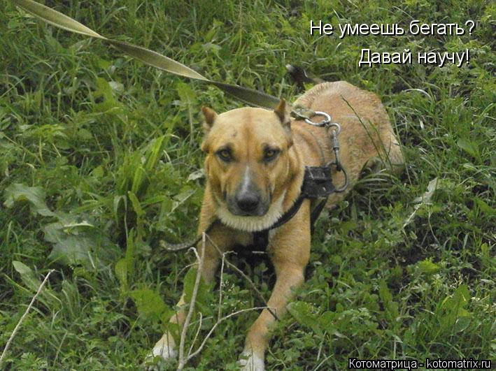 Не умеешь бегать? Давай научу!... Котоматрица: Не умеешь бегать? Давай научу!