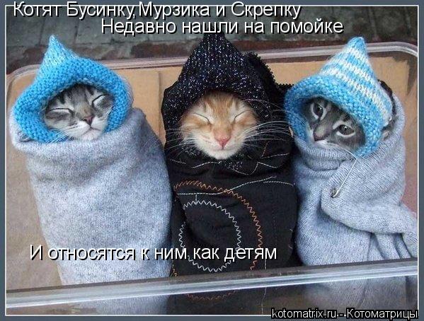 Котоматрица: Котят Бусинку,Мурзика и Скрепку Недавно нашли на помойке И относятся к ним как детям