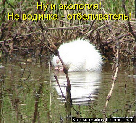 Котоматрица: Ну и экология!  Не водичка - отбеливатель!