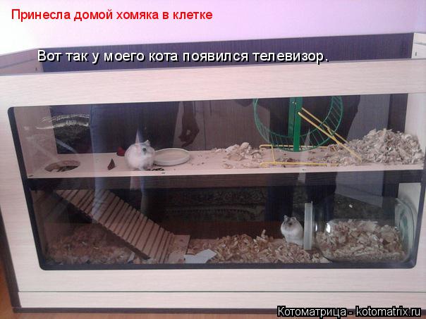 Принесла домой хомяка в клетке Вот так у моего кота появился телевизор.... Котоматрица: Принесла домой хомяка в клетке Вот так у моего кота появился телевизор.