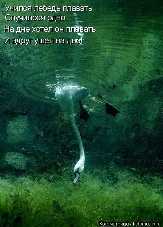 Учился лебедь плавать Случилося одно: На дне хотел он плавать И вдруг ушёл на дно!... Котоматрица: Учился лебедь плавать Случилося одно: На дне хотел он плавать И вдруг ушёл на дно!
