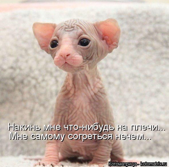 Котоматрица: Накинь мне что-нибудь на плечи... Мне самому согреться нечем...