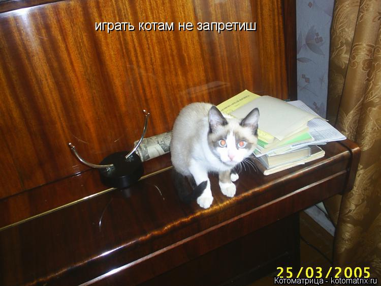 Котоматрица: играть котам не запретиш