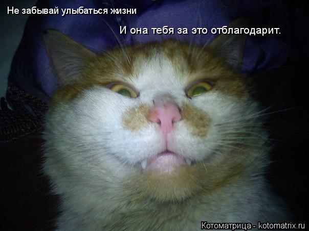 Котоматрица: Не забывай улыбаться жизни И она тебя за это отблагодарит.