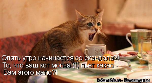 Котоматрица: Опять утро начинается со скандала?! То, что ваш кот молча (!) пьет какао - Вам этого мало?!