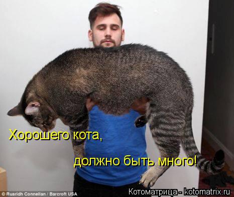 Хорошего кота, должно быть много!... Котоматрица: Хорошего кота, должно быть много!