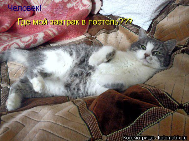 Человек! Где мой завтрак в постель???... Котоматрица: Человек! Где мой завтрак в постель???