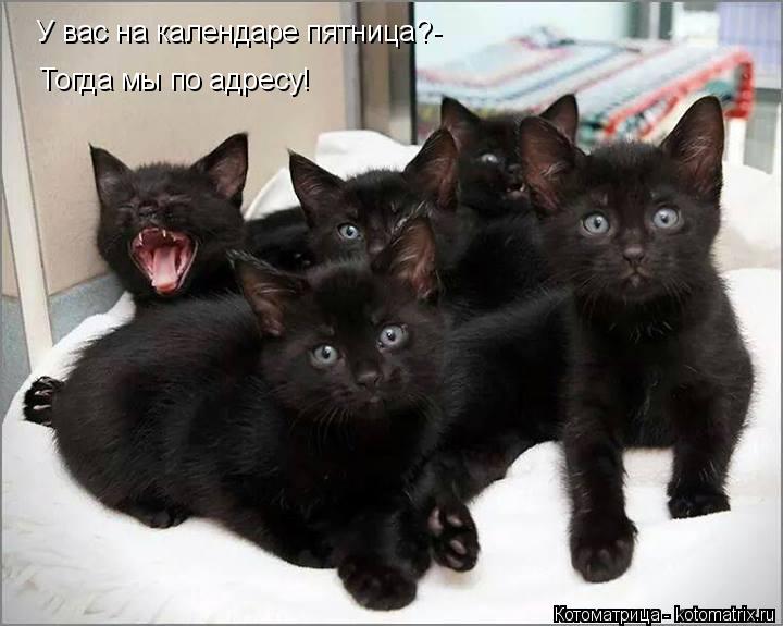 У вас на календаре пятница?- Тогда мы по адресу!... Котоматрица: У вас на календаре пятница?- Тогда мы по адресу!