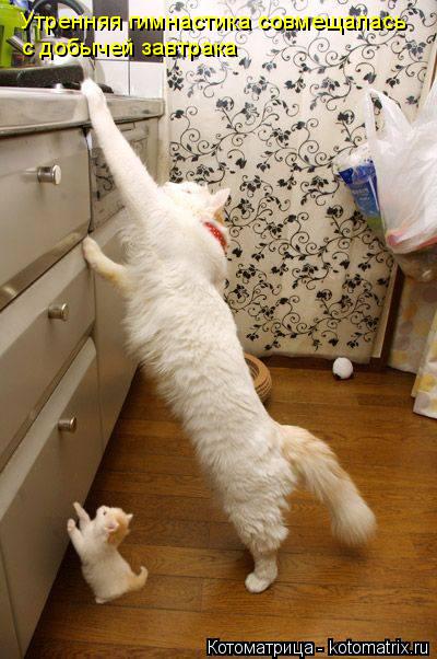 Котоматрица: Утренняя гимнастика совмещалась с добычей завтрака