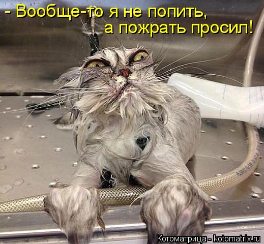 Котоматрица: - Вообще-то я не попить, а пожрать просил!