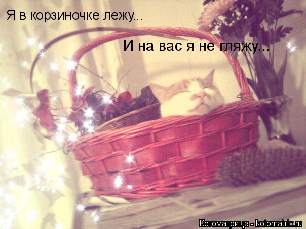 Я в корзиночке лежу... И на вас я не гляжу...... Котоматрица: Я в корзиночке лежу... И на вас я не гляжу...