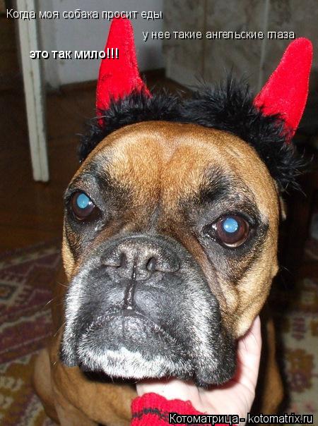 Котоматрица: Когда моя собака просит еды у нее такие ангельские глаза это так мило!!!