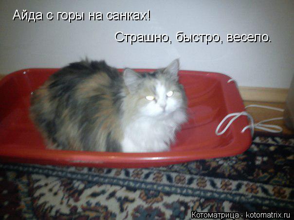 Айда с горы на санках! Страшно, быстро, весело.... Котоматрица: Айда с горы на санках! Страшно, быстро, весело.
