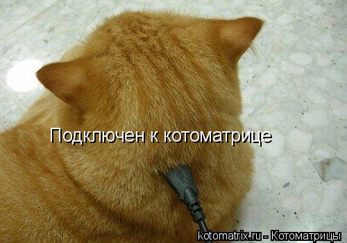 Подключен к котоматрице... Котоматрица: Подключен к котоматрице