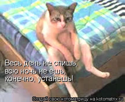 Котоматрица: Весь день не спишь,  всю ночь не ешь,  конечно, устанешь!