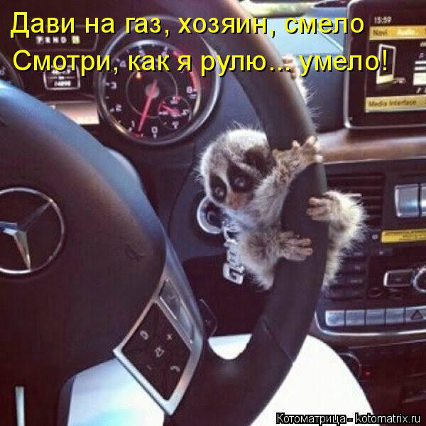 Дави на газ, хозяин, смело Смотри, как я рулю... умело!... Котоматрица: Дави на газ, хозяин, смело Смотри, как я рулю... умело!