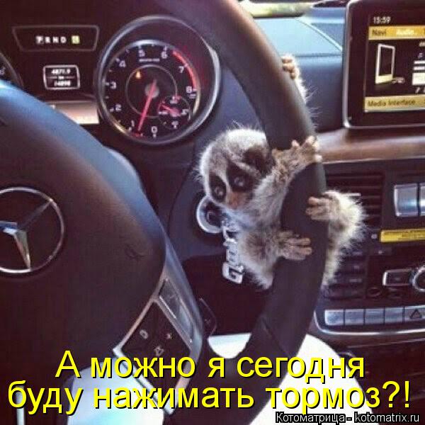 Котоматрица: А можно я сегодня буду нажимать тормоз?!